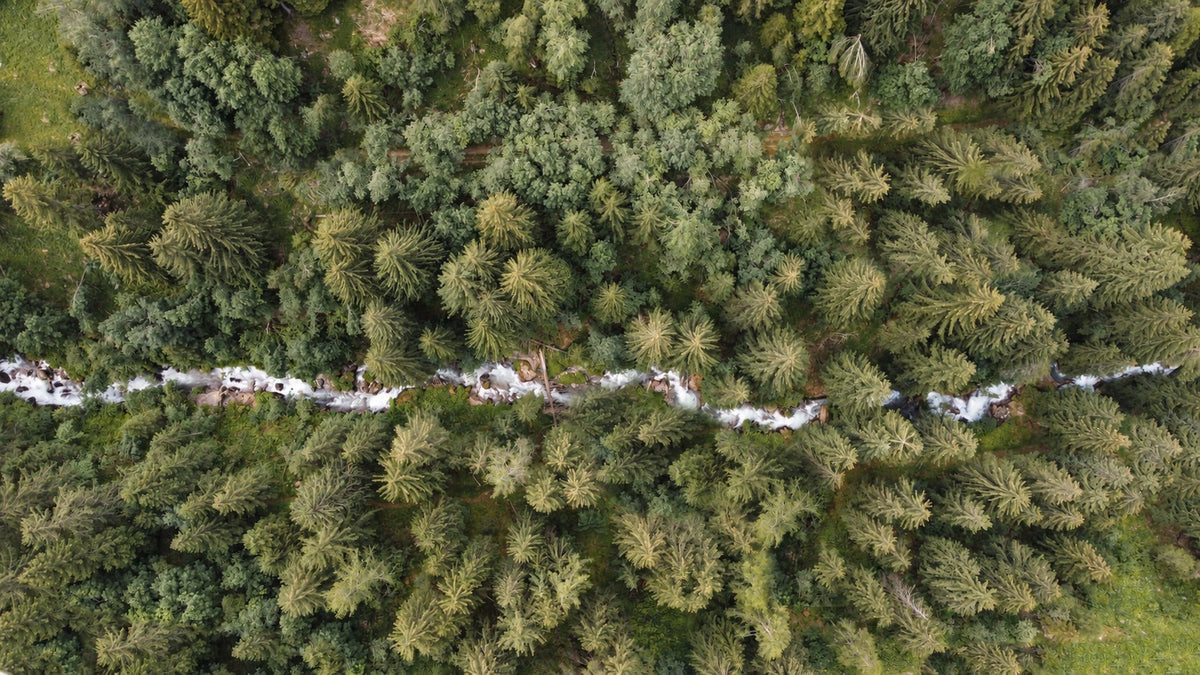 wald-aus-der-luft