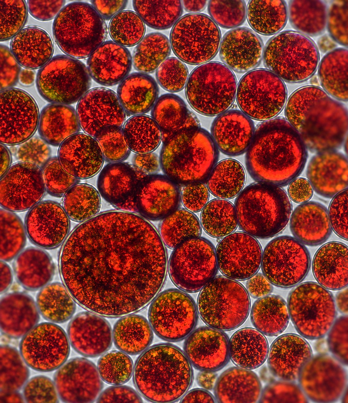 astaxanthin-longevity-routine8