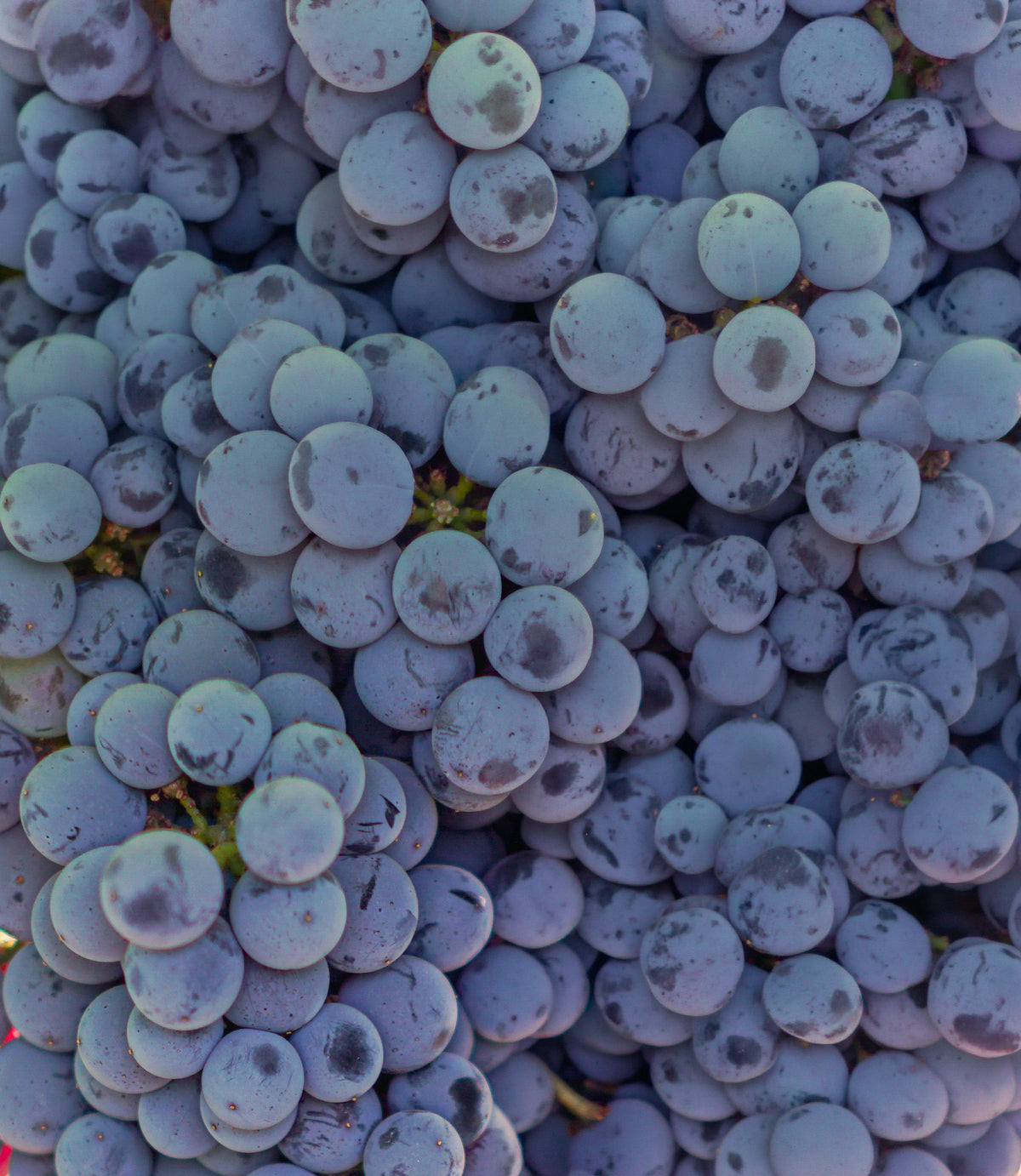 rotetrauben-resveratrol-longevity-routine8