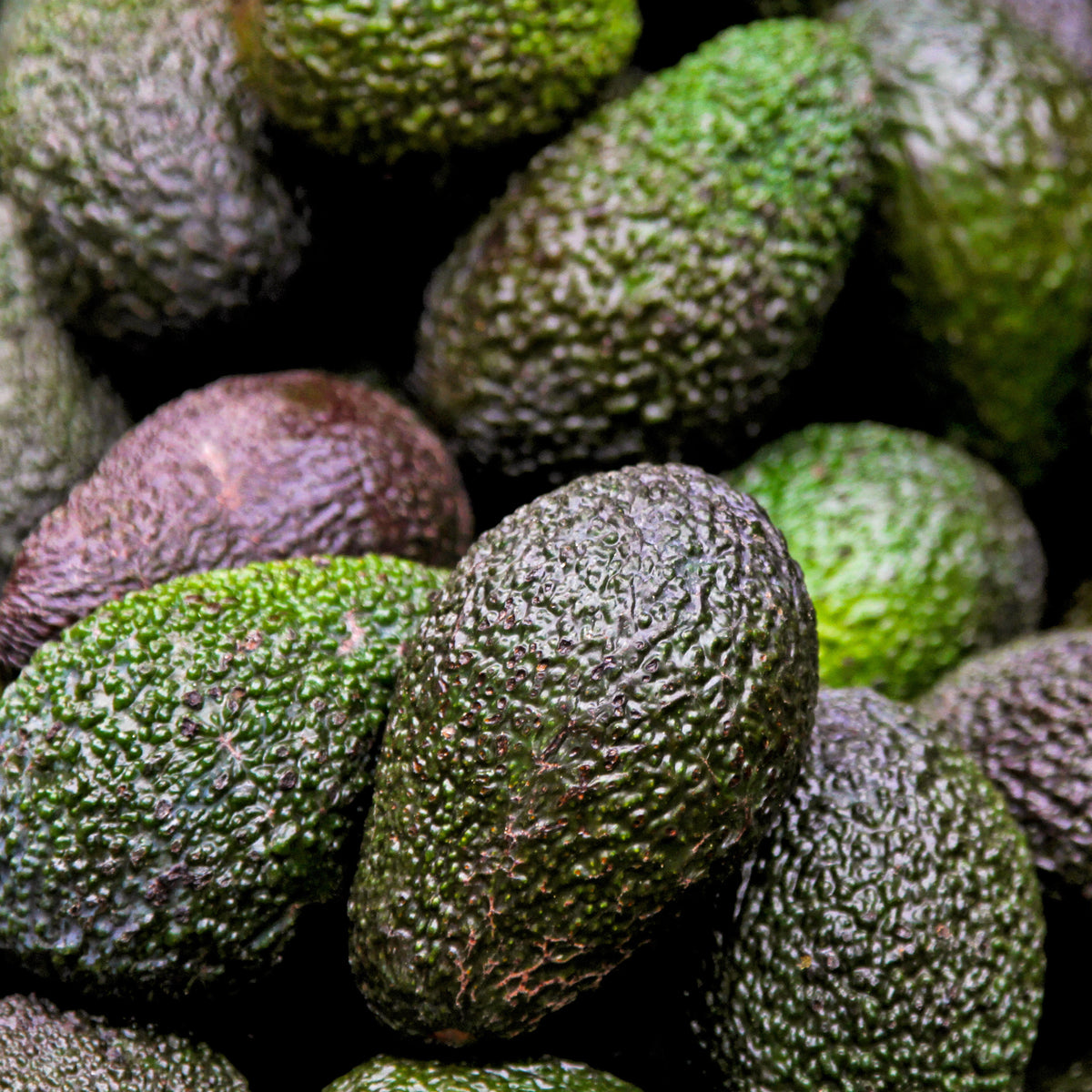 avocado-vitaminb5-longevity-routine8